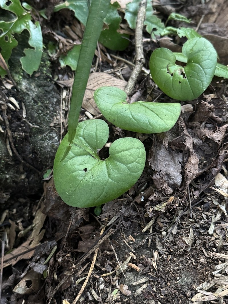 Asarum renicordatum photo 2