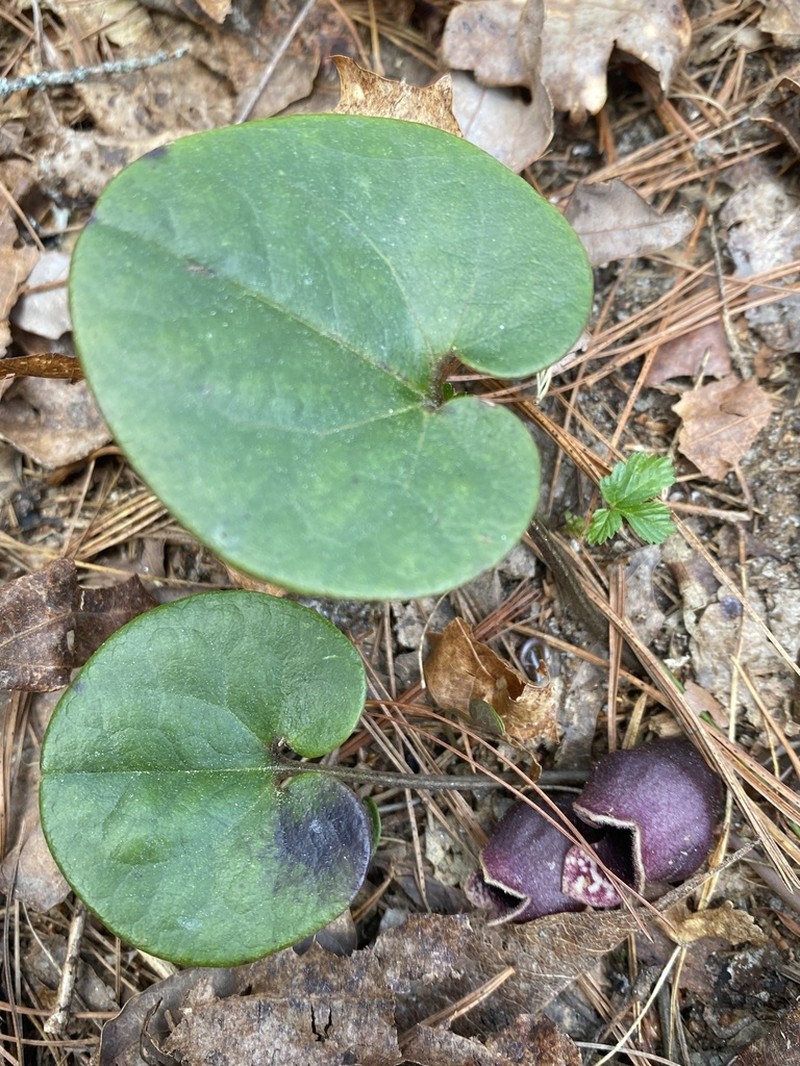 North Fork Heartleaf