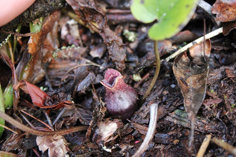 North Fork Heartleaf photo 2