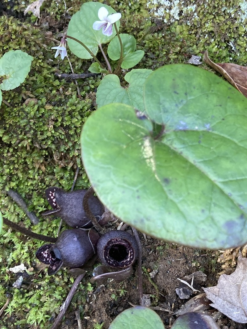 North Fork Heartleaf photo 3
