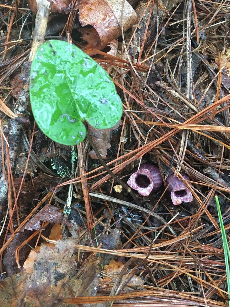 North Fork Heartleaf photo 4