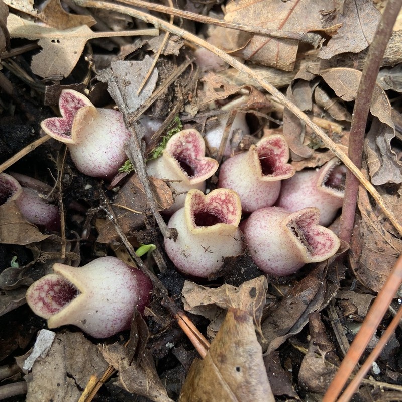 North Fork Heartleaf photo 5