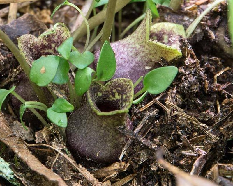 North Fork Heartleaf photo 6