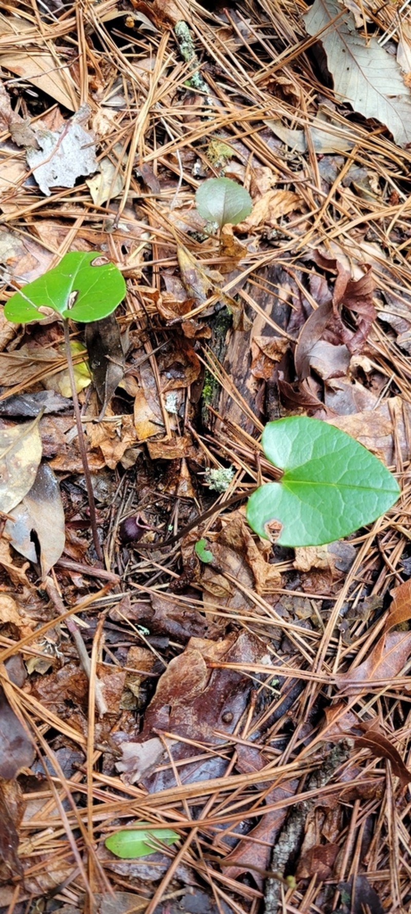 North Fork Heartleaf photo 7