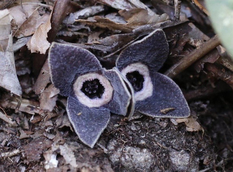 Asarum rigescens