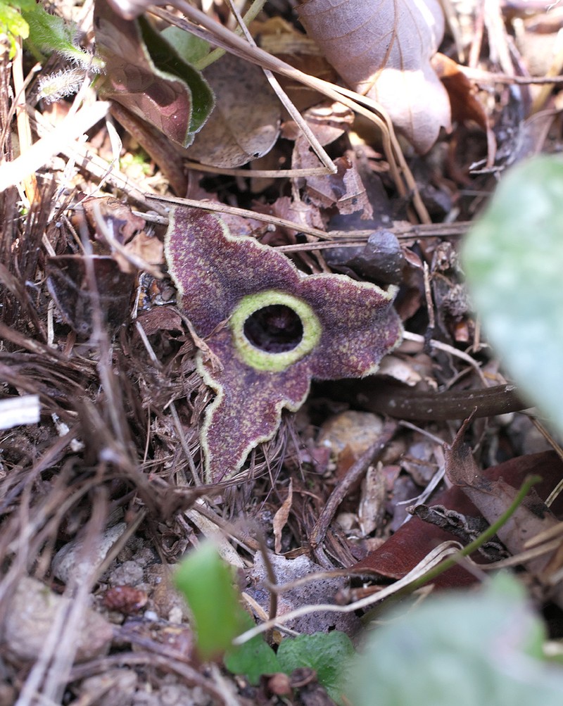 Asarum rigescens photo 4
