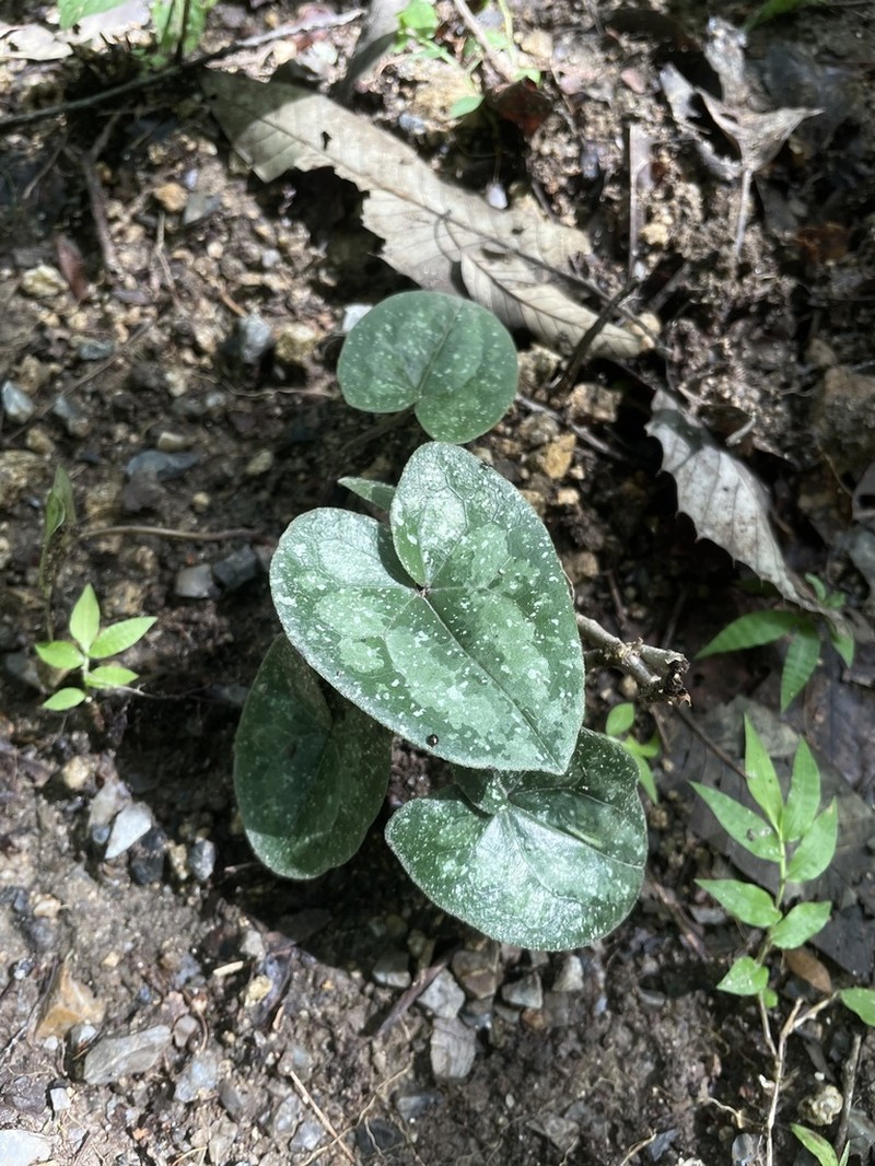 Asarum rigescens photo 5