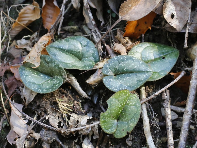 Asarum rigescens photo 8