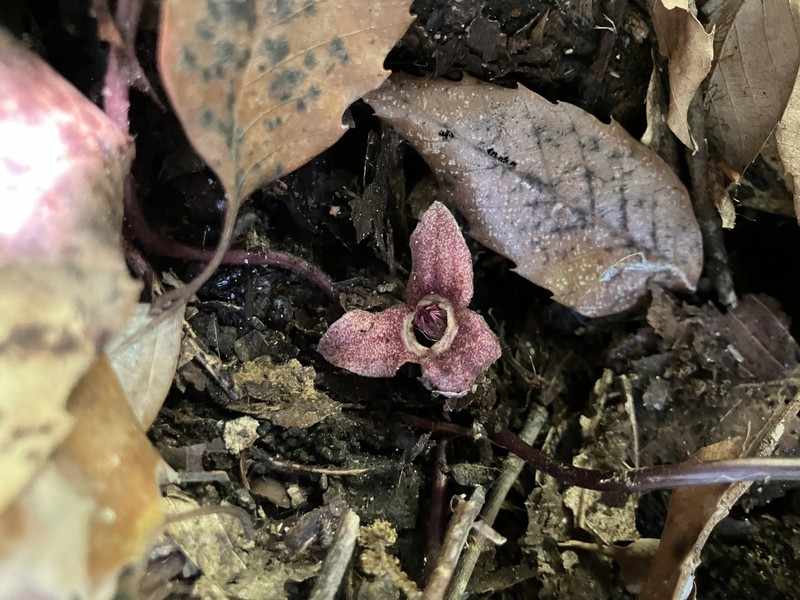 Asarum rigescens var. brachypodion photo 2
