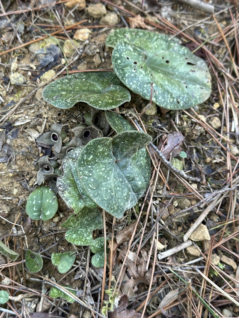 Asarum rigescens var. brachypodion photo 3
