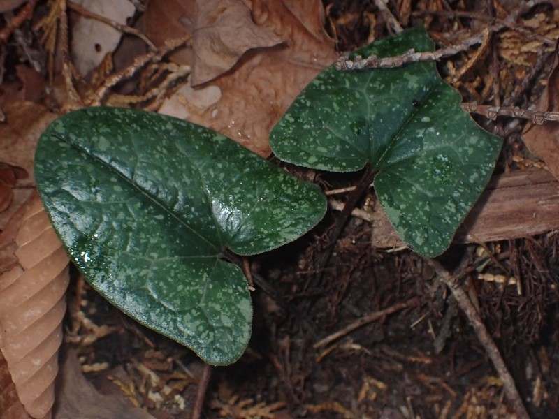 Asarum rigescens var. brachypodion photo 5
