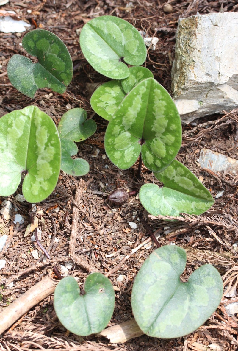 Asarum rigescens var. brachypodion