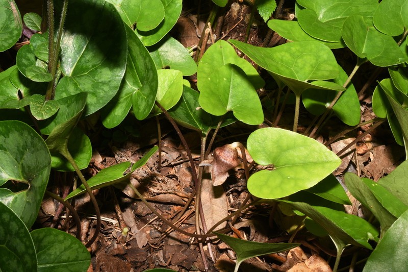 Asarum rollinsiae