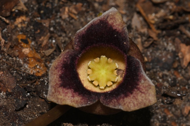 Asarum rollinsiae photo 2
