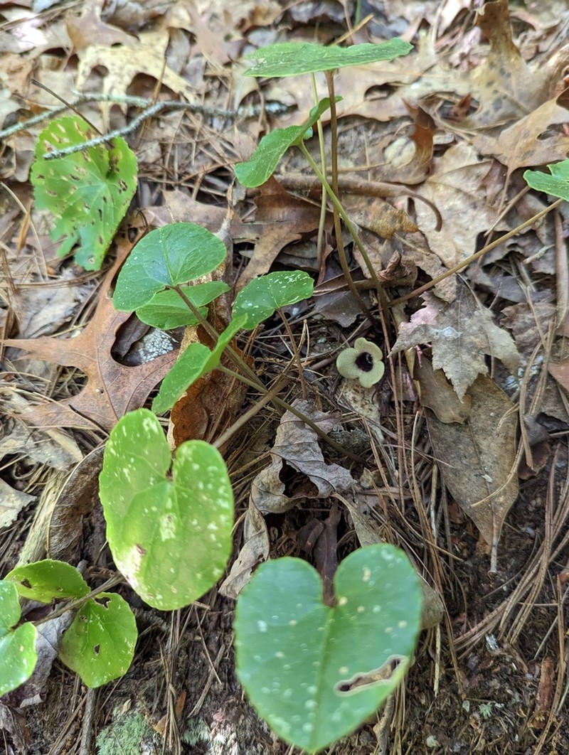 Asarum rosei