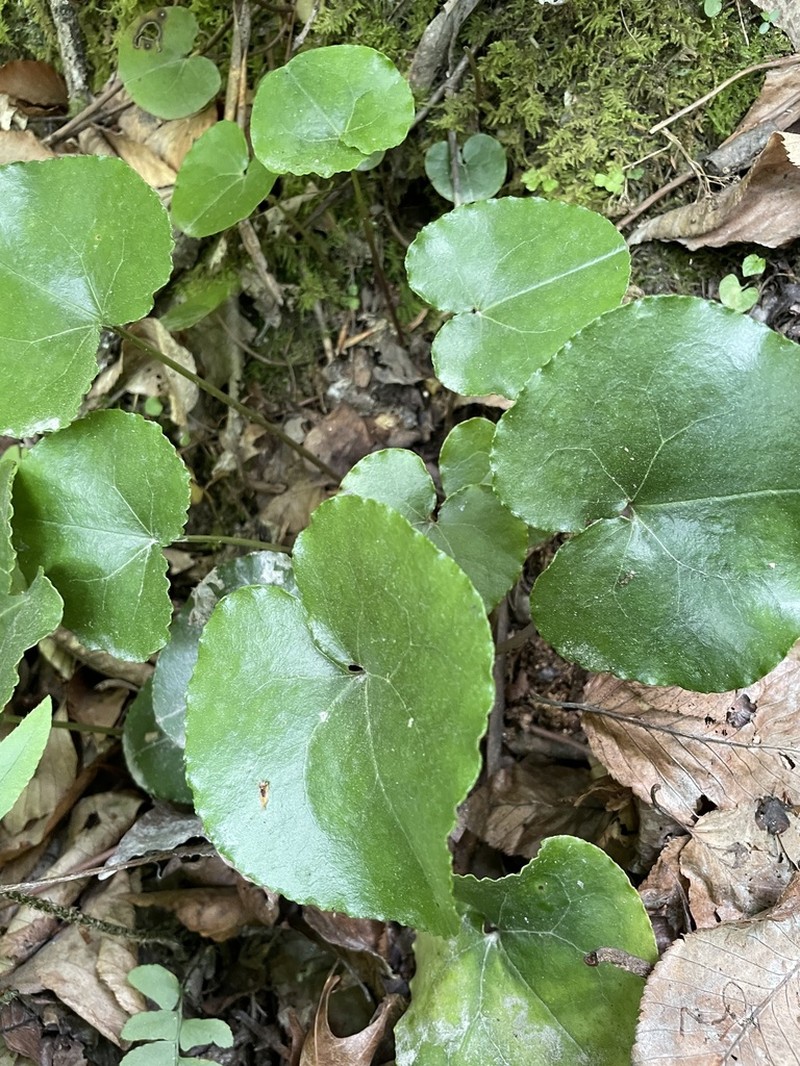 Asarum rosei photo 2