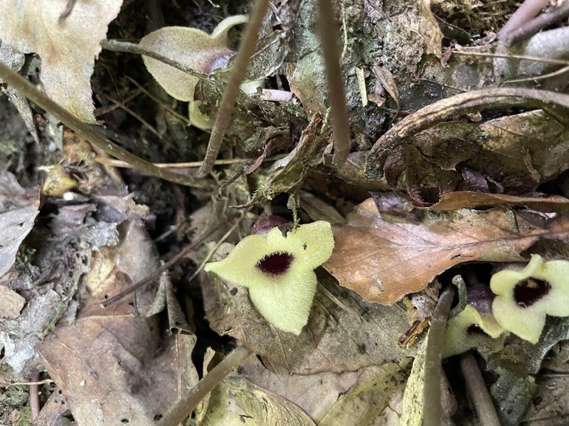 Asarum rosei photo 3