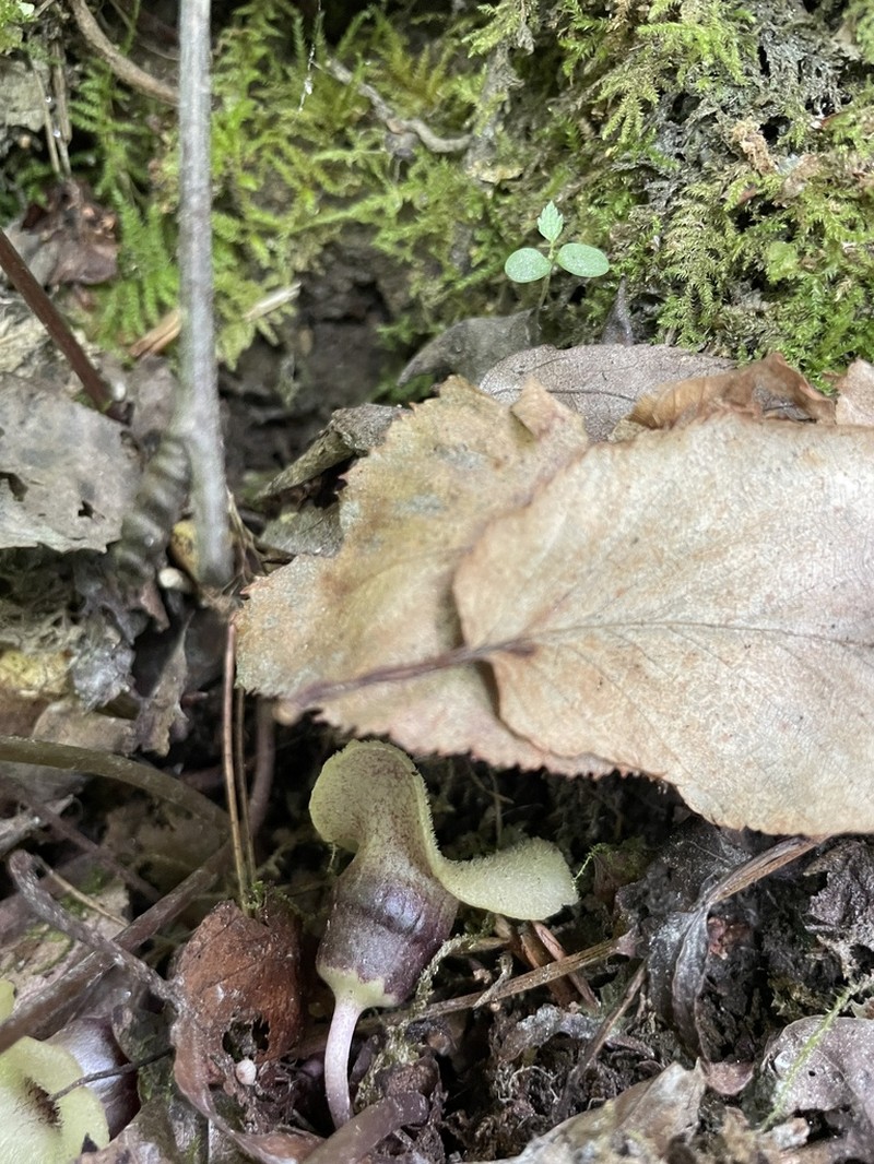 Asarum rosei photo 4