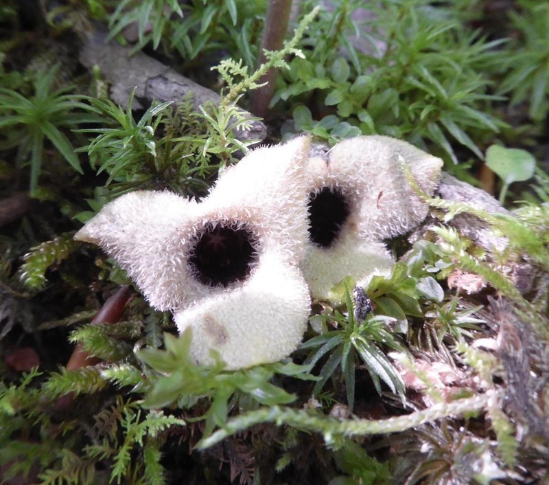Asarum rosei photo 5