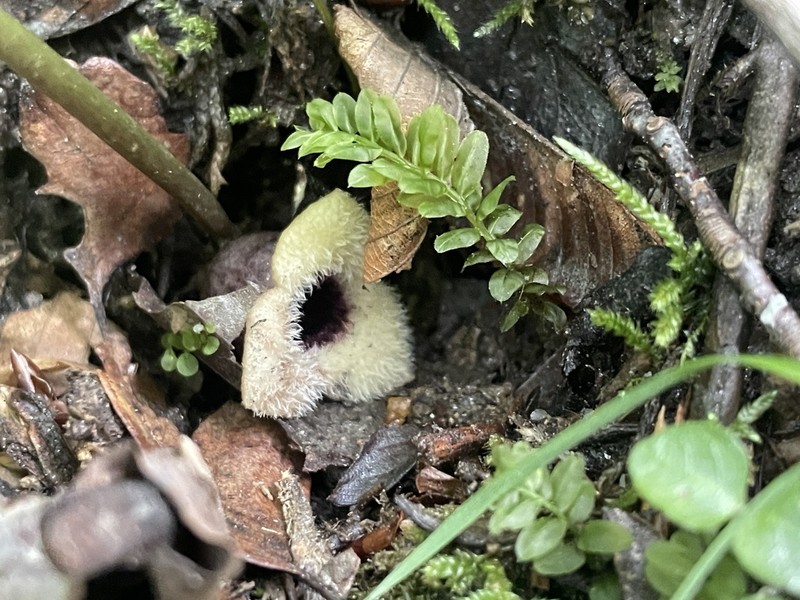 Asarum rosei photo 7