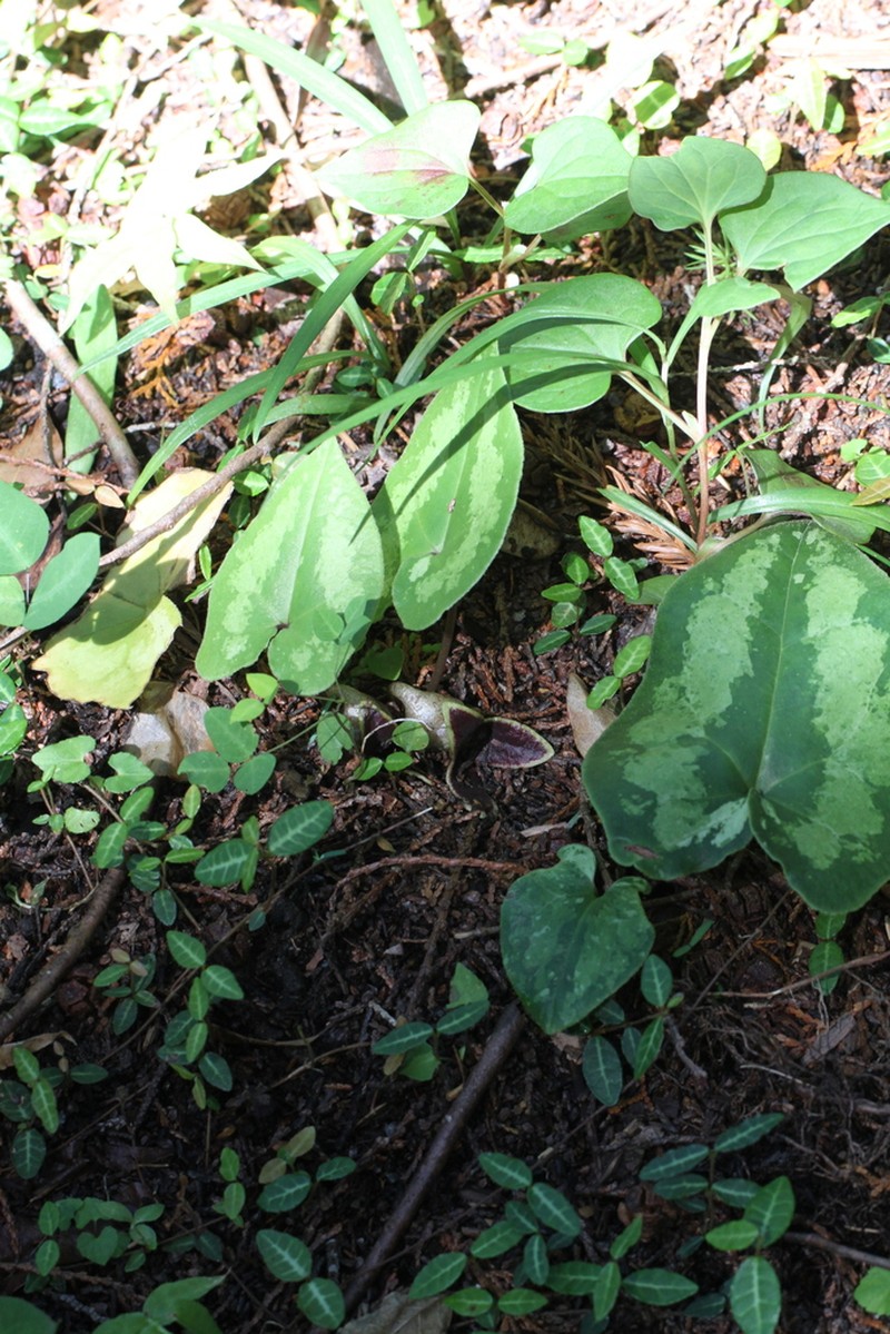 Asarum sakawanum