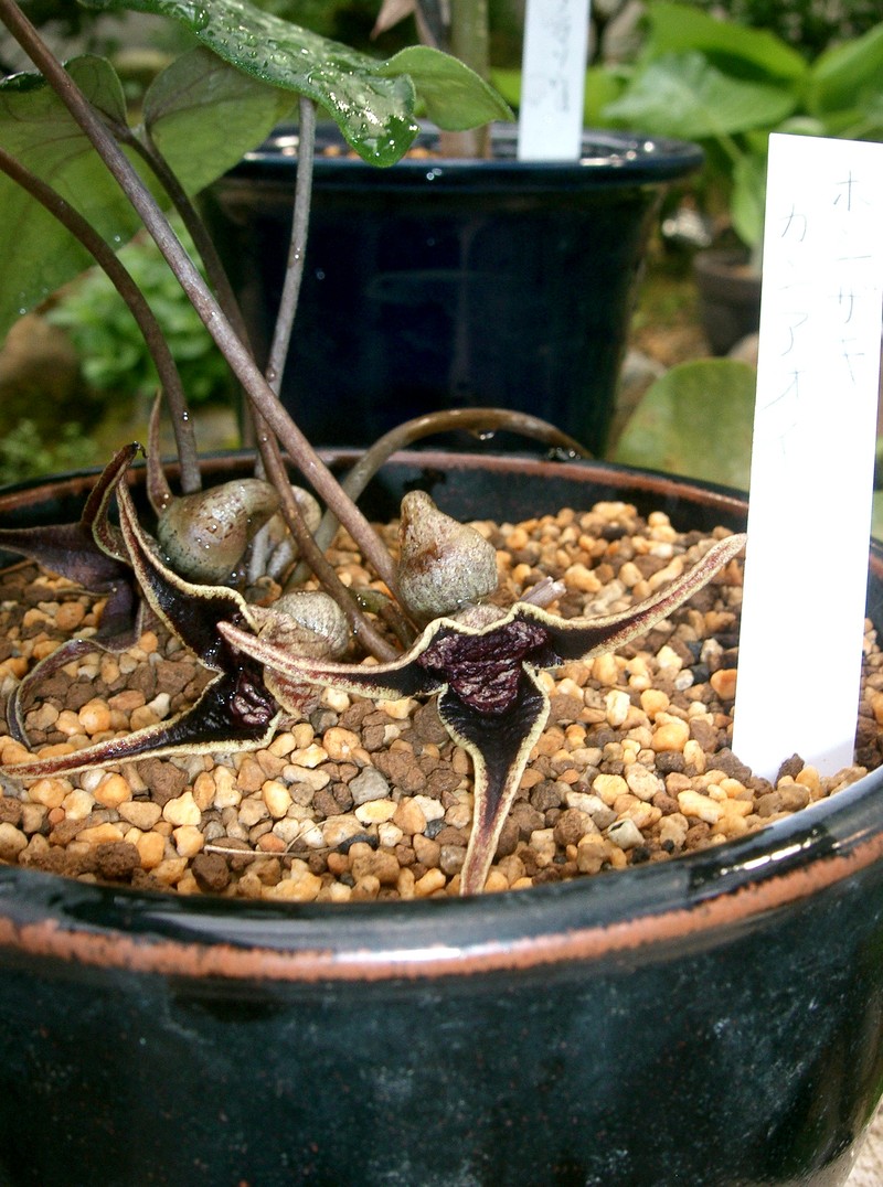 Asarum sakawanum var. stellatum