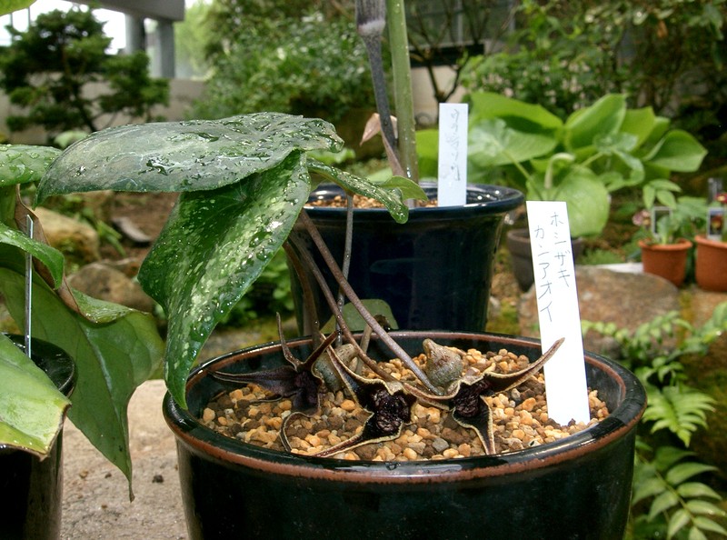Asarum sakawanum var. stellatum photo 2