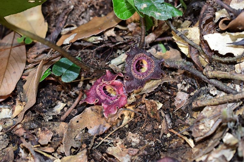 Asarum satsumense