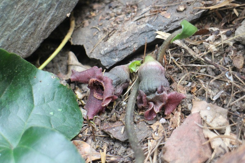 Asarum satsumense photo 4
