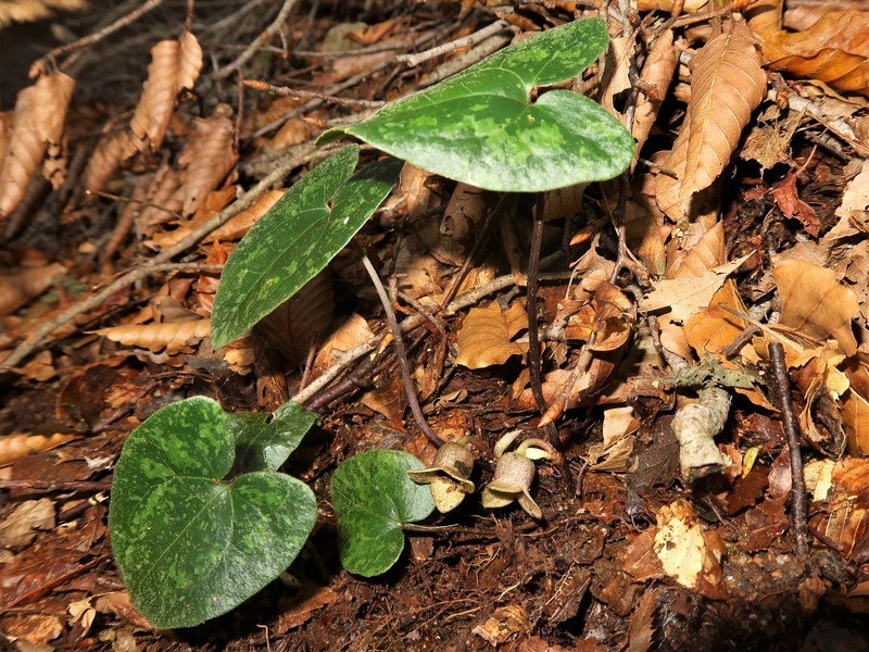 Asarum savatieri
