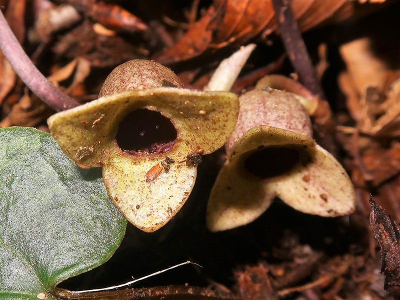 Asarum savatieri photo 3