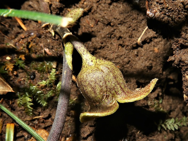 Asarum savatieri photo 4