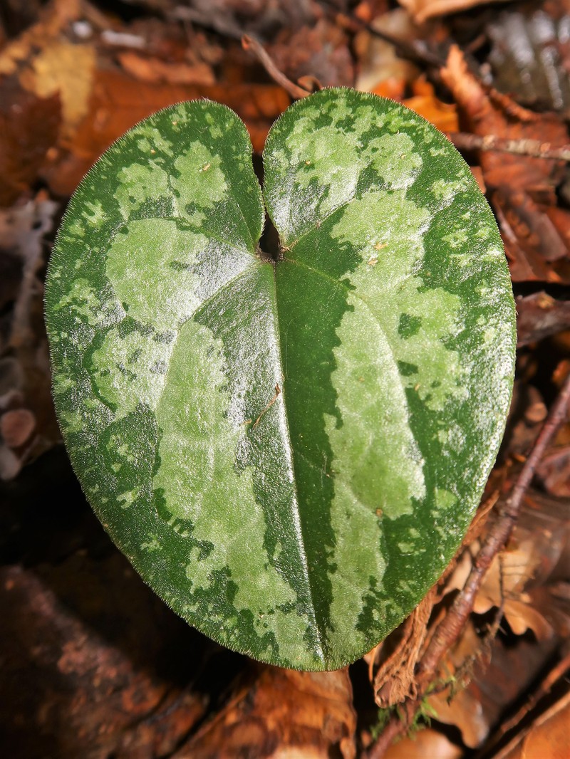 Asarum savatieri photo 5