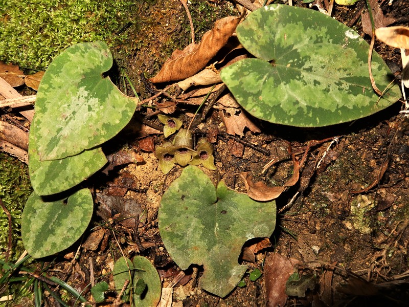 Asarum savatieri subsp. pseudosavatieri
