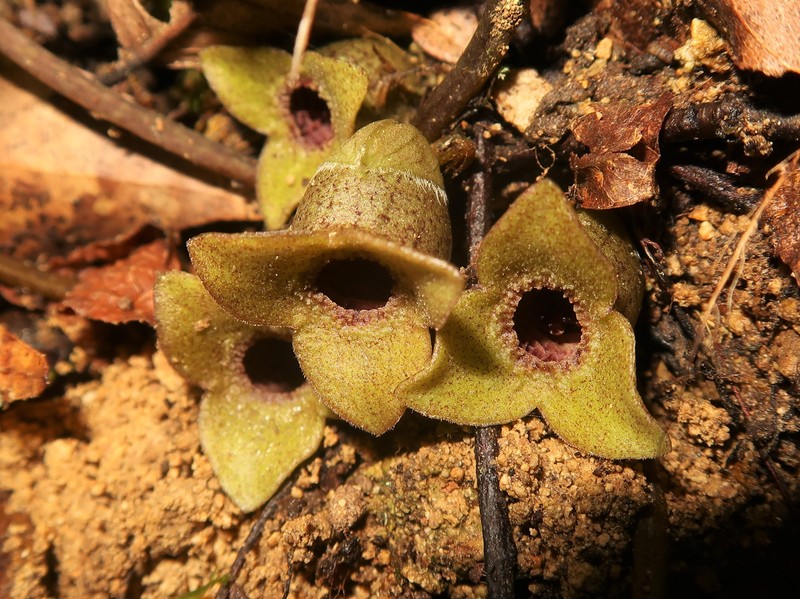 Asarum savatieri subsp. pseudosavatieri photo 2
