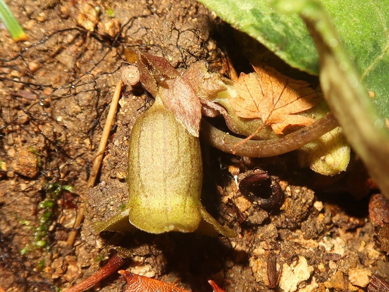 Asarum savatieri subsp. pseudosavatieri photo 3