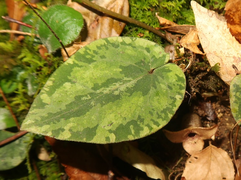 Asarum savatieri subsp. pseudosavatieri photo 4