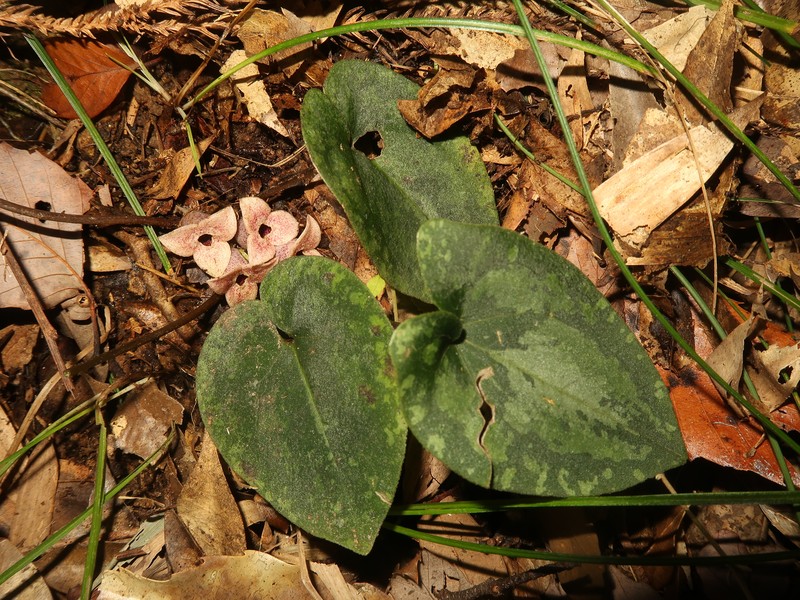 Asarum savatieri subsp. pseudosavatieri photo 6