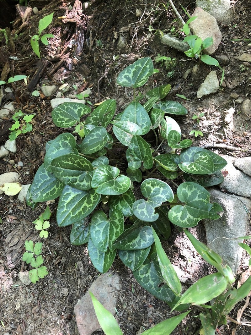 Largeflower Heartleaf photo 3