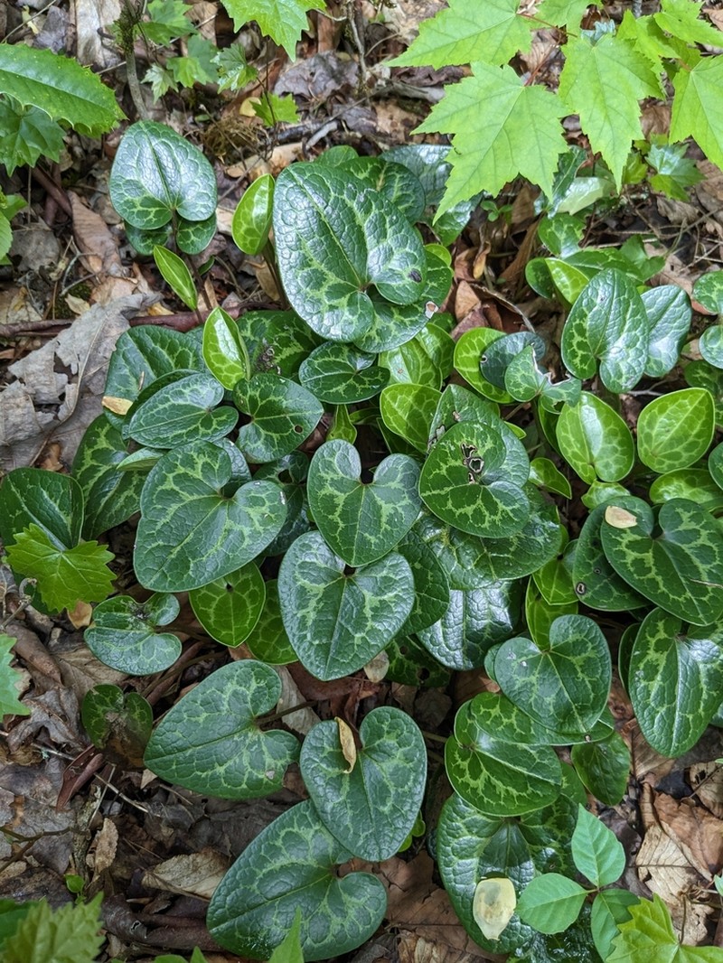 Largeflower Heartleaf photo 4