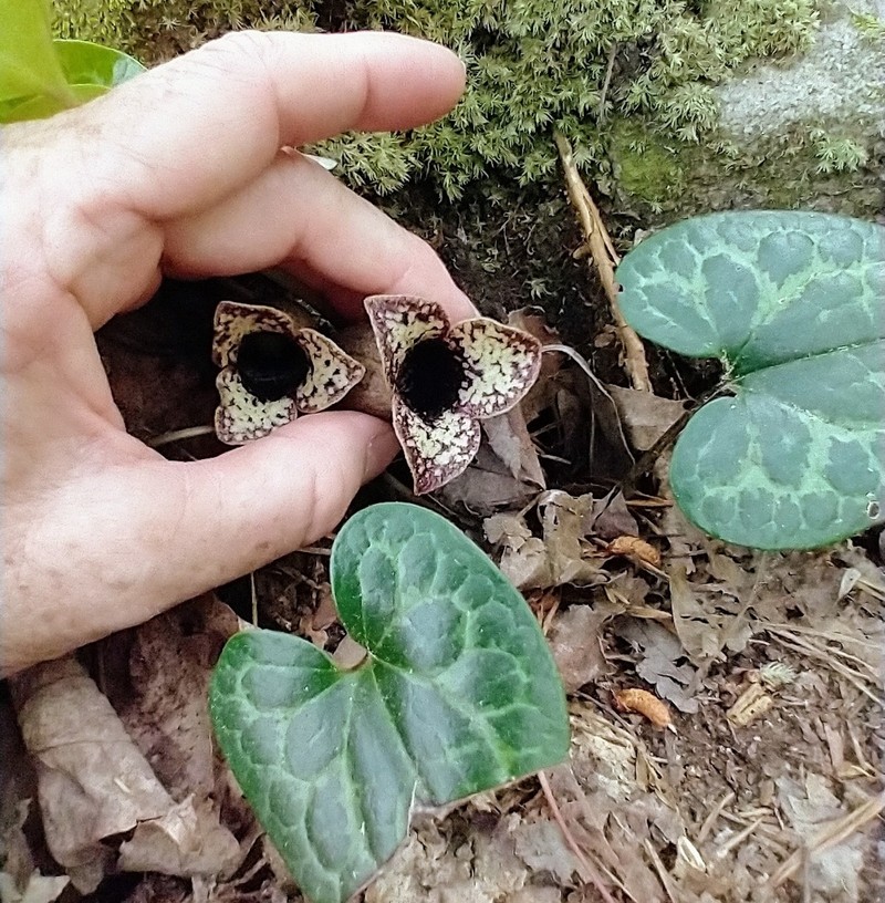 Largeflower Heartleaf photo 5