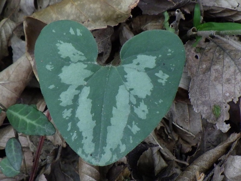 Asarum sieboldii