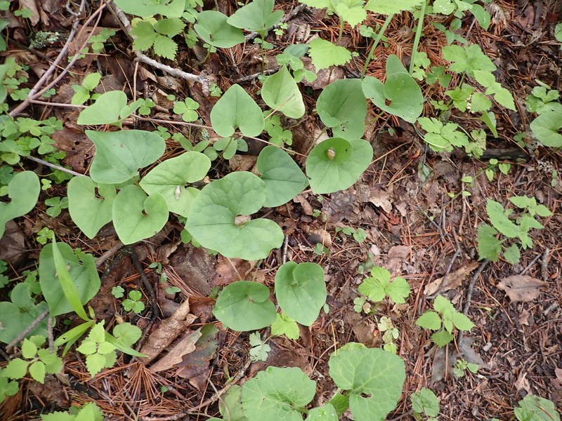 Asarum sieboldii photo 4