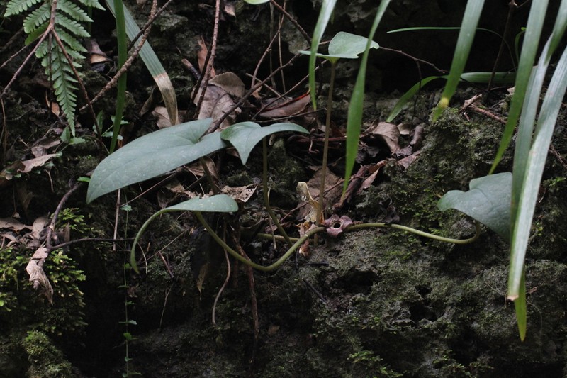 Asarum simile