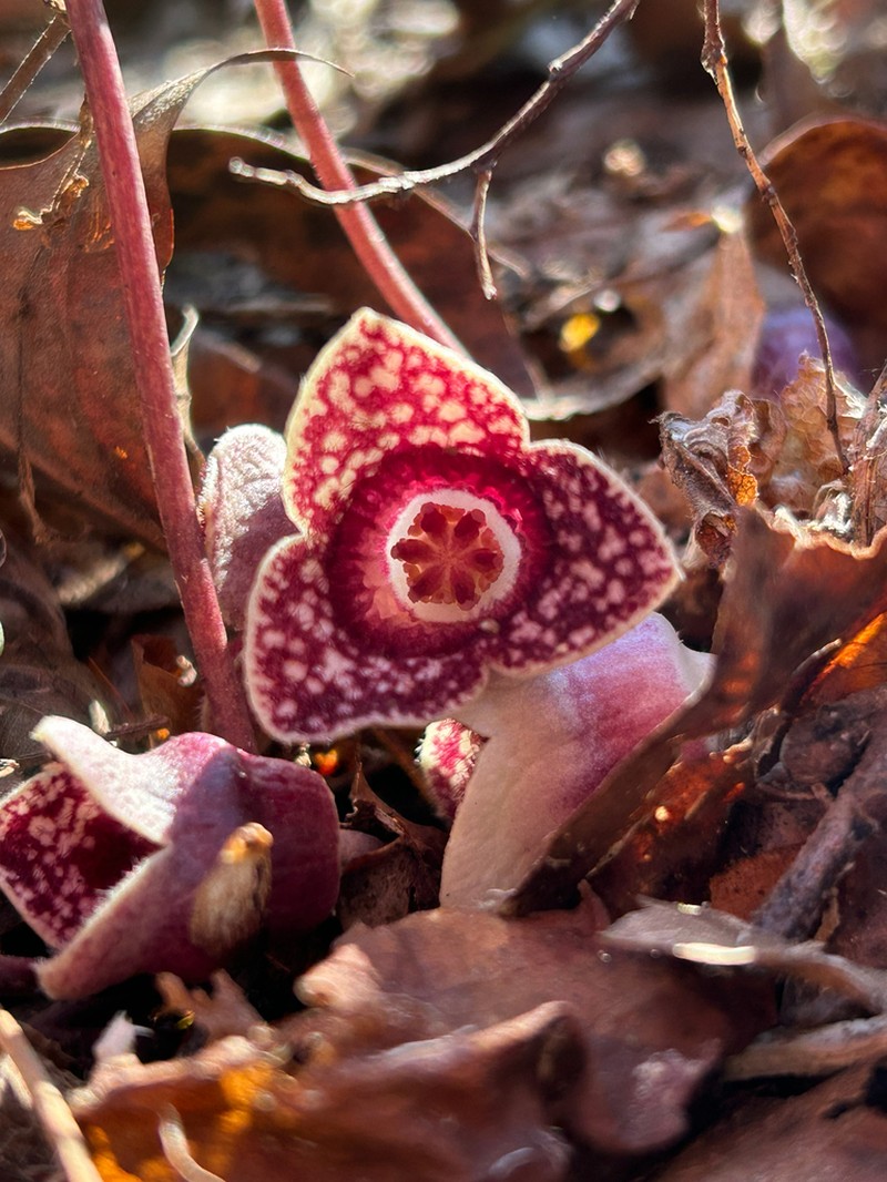 Sorrie's Heartleaf