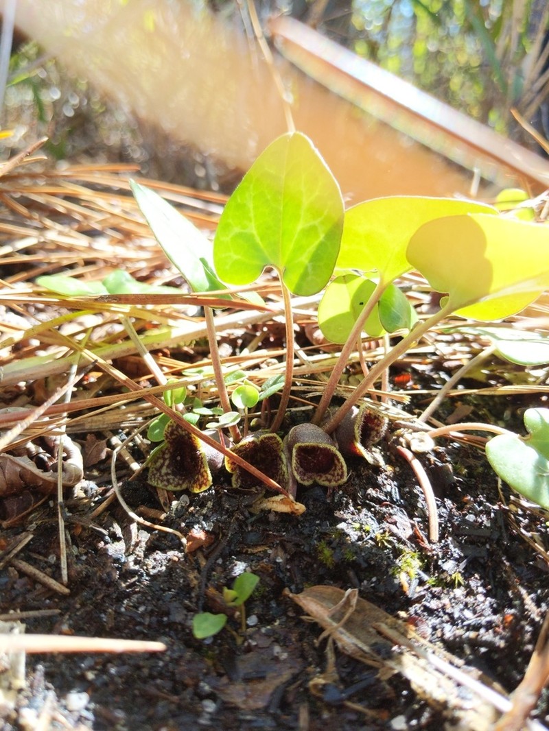 Sorrie's Heartleaf photo 2