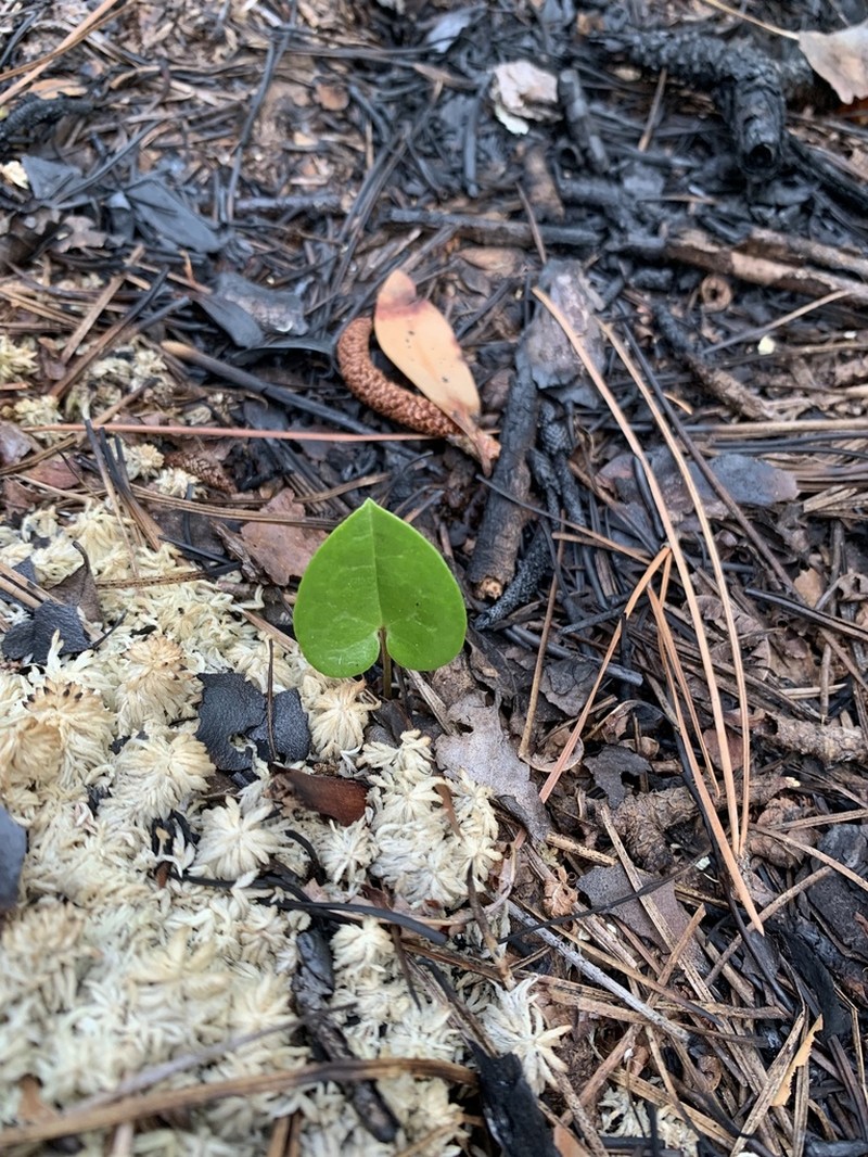 Sorrie's Heartleaf photo 3