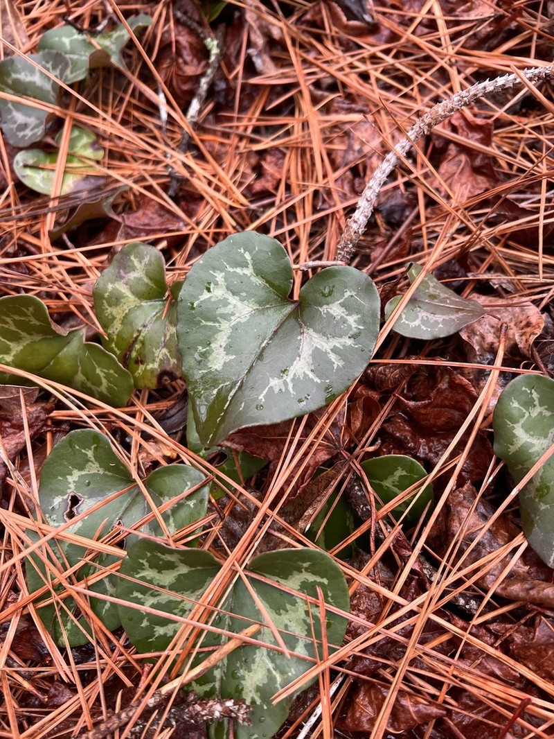 Sorrie's Heartleaf photo 4