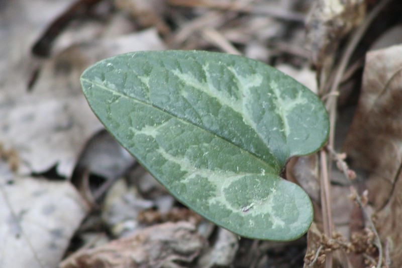 Sorrie's Heartleaf photo 5