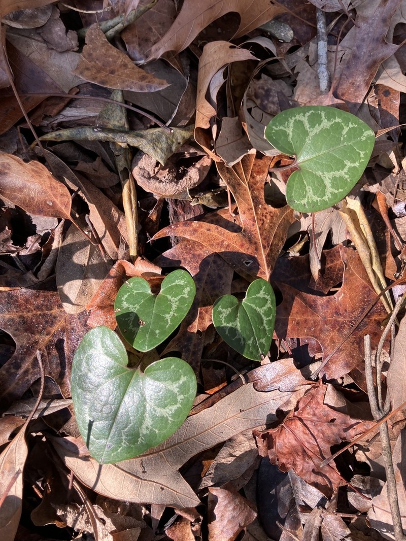 Sorrie's Heartleaf photo 6